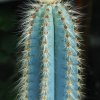 Pilosocereus_magnificus_2